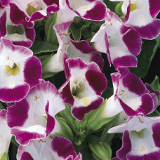 Торенія Фурньє Duchess™ Burgundy, 1000 шт, Syngenta