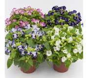 Торенія Фурньє - Torenia Fournieri