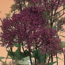 Трахеліум LAKE MICHIGAN VIOLET, 25 шт, Kieft seed
