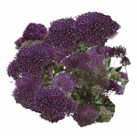 Трахелиум Passion: Deep Purple