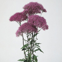 Трахеліум LAKE MICHIGAN PURPLE, 100 шт, Kieft seed
