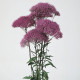 Трахеліум LAKE MICHIGAN PURPLE, 25 шт, Kieft seed