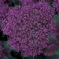 Трахелиум LAKE FOREST PURPLE