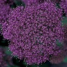 Трахелиум LAKE FOREST PURPLE