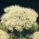 Трахелиум LAKE MICHIGAN WHITE