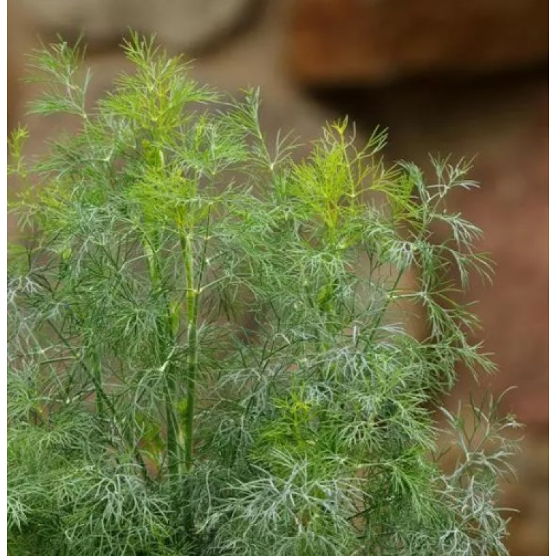 Кріп FernLeaf, 250 шт, PanAmerican
