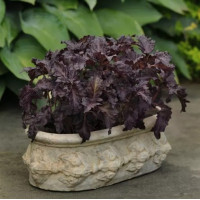 Базилік Purple Ruffles (h 45-60 см), 250 шт, PanAmerican