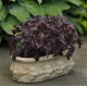 Базилік Purple Ruffles (h 45-60 см), 50 шт, PanAmerican