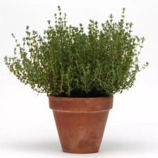 Чебрець SimplyHerbs™ Thyme, 5 шт, PanAmerican