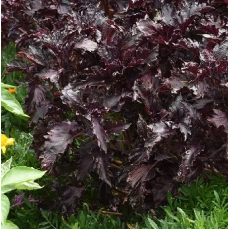 Базилік Purple Ruffles (h 45-60 см), 50 шт, PanAmerican