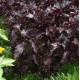 Базилік Purple Ruffles (h 45-60 см), 50 шт, PanAmerican