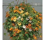 Тунбергія - Thunbergia alata