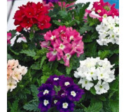 Вербена гібридна - Verbena hybrida