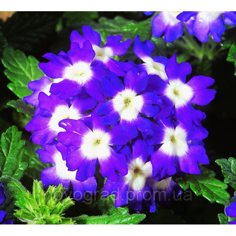 Вербена Obsession® Blue With Eye, 25 шт, Syngenta