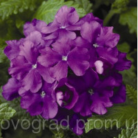 Вербена Obsession® Lilac