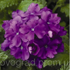 Вербена Obsession® Lilac