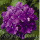 Вербена Obsession® Lilac