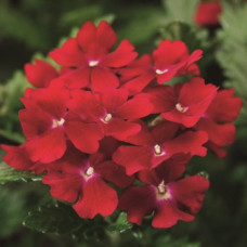 Вербена Obsession® Red, 100 шт, Syngenta