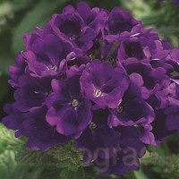 Вербена Tuscany® F1 Blue, 10 шт, Syngenta