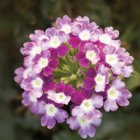 Вербена Obsession® Cascade Violet Twister, 25 шт, Syngenta