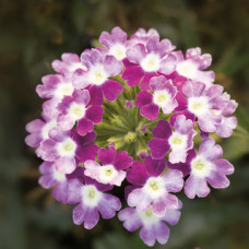 Вербена Obsession® Cascade Violet Twister, 100 шт, Syngenta