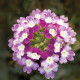 Вербена Obsession® Cascade Violet Twister, 5 шт, Syngenta