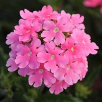 Вербена QUARTZ – XP PINK XP, 100 шт, PanAmerican
