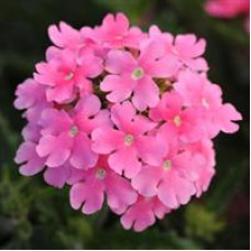 Вербена QUARTZ – XP PINK XP