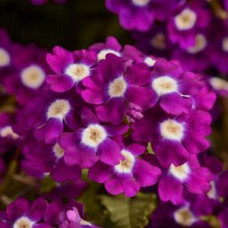 Вербена QUARTZ – XP VIOLET EYE