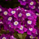 Вербена QUARTZ – XP VIOLET EYE