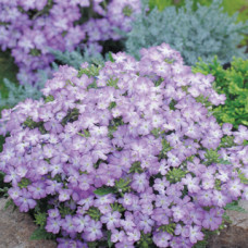 Вербена Tuscany® Lavender Picotee