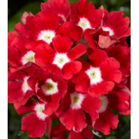 Вербена Tuscany® F1 Scarlet With Eye