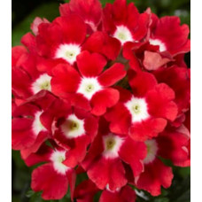 Вербена Tuscany® F1 Scarlet With Eye