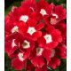 Вербена Tuscany® F1 Scarlet With Eye