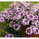 Вербена Obsession® Twister Purple