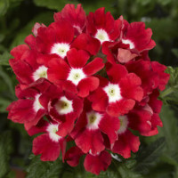 Вербена Tuscany® F1 Scarlet with Eye, 50 шт, Syngenta