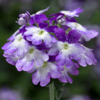 Вербена Tuscany® F1 Twister Purple Shades, 50 шт, Syngenta