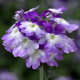 Вербена Tuscany® F1 Twister Purple Shades, 10 шт, Syngenta