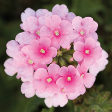 Вербена Obsession® Cascade Pink Shades, 100 шт, Syngenta