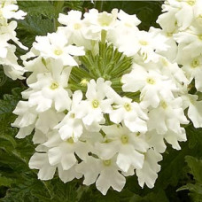 Вербена Obsession® Cascade White, 1000 шт, Syngenta