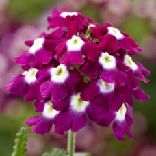 Вербена Obsession® Cascade Burgundy with Eye, 1000 шт, Syngenta