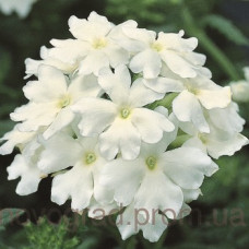 Вербена Obsession® White