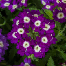 Вербена Obsession® Purple Shades with Eye