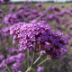 Вербена буэнос-айресская Purple Haze