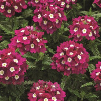 Вербена Tuscany® F1 Burgundy Eye, 50 шт, Syngenta