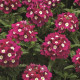 Вербена Tuscany® F1 Burgundy Eye, 250 шт, Syngenta
