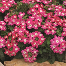 Вербена Tuscany® F1 Rose with Eye, 1000 шт, Syngenta