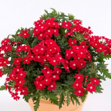 Вербена Obsession® Cascade Red with Eye, 1000 шт, Syngenta