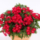 Вербена Obsession® Cascade Red with Eye, 1000 шт, Syngenta