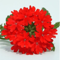 Вербена Obsession® Cascade Scarlet, 25 шт, Syngenta